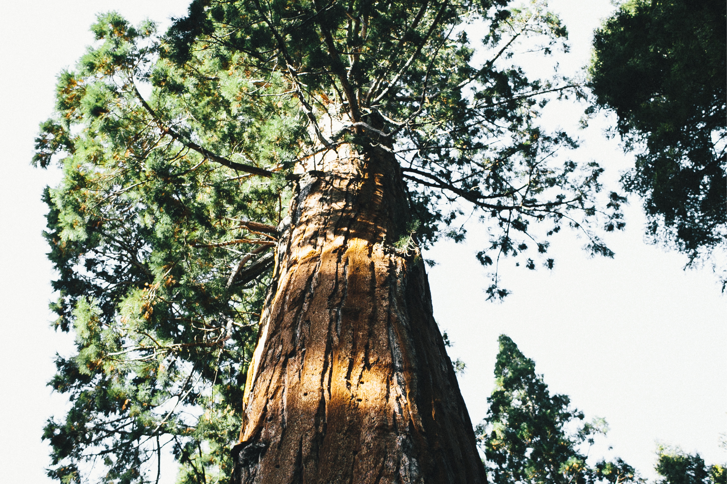 Sequoia5